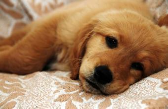 狗狗為什麼會嘔吐 找出病因及時治療