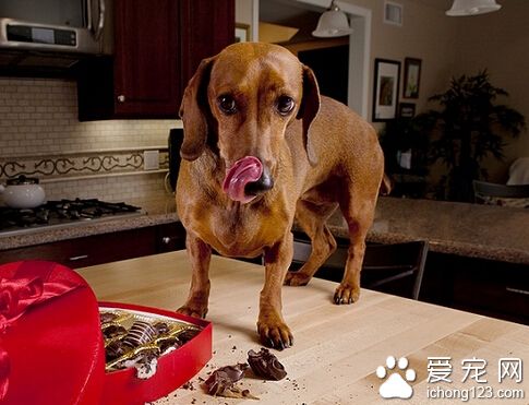 狗吃巧克力 可能會引起多種中毒的症狀
