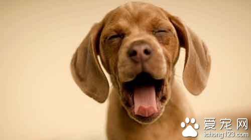 狗狗噴嚏怎麼辦 打噴嚏可能產生的疾病