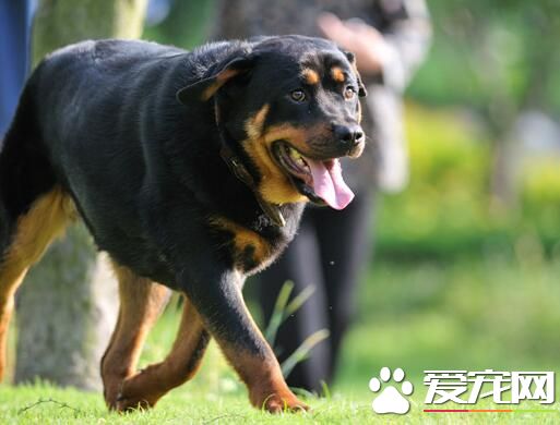 羅威納犬的馴養方法 羅威納犬適合於訓練專項科目