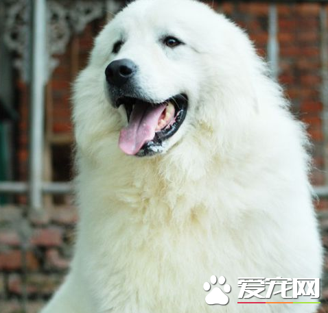 大白熊犬如何訓練 懲罰是制止犬的不良行為的有效手段