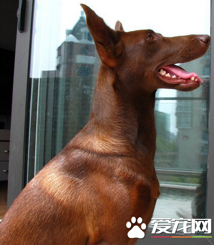 法老王獵犬怎麼訓練 獎勵是犬最喜歡的一種訓練方式