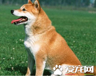 秋田犬的訓練 首先要得到秋田犬的信任和尊重