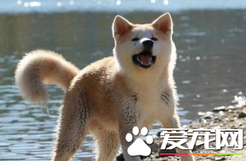 秋田犬的訓練 首先要得到秋田犬的信任和尊重