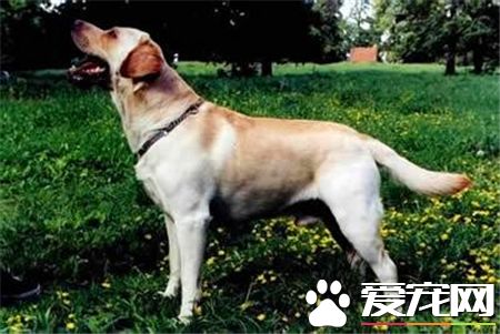 拉布拉多尋回犬訓練難度 間接懲罰調教法來訓練