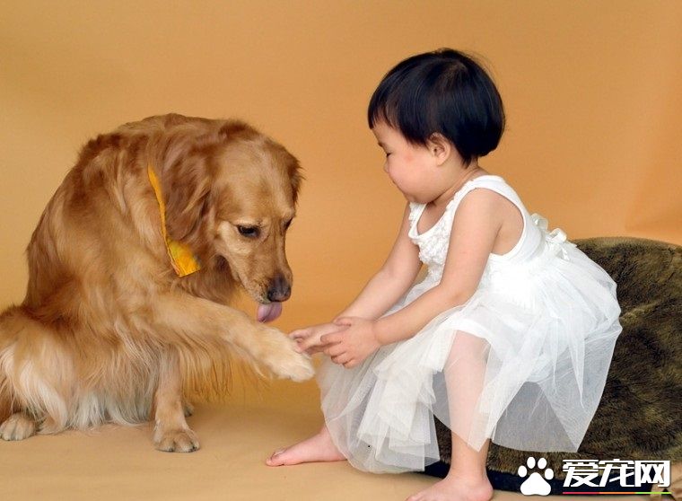 怎麼訓練狗狗握手 可隨時隨地的訓練它