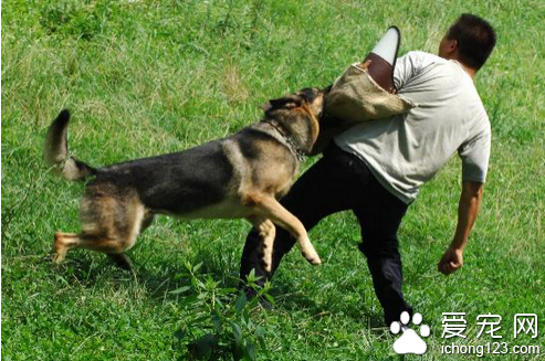 警犬訓練  訓練狗的時候切記要有耐心