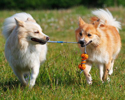 狗狗喜歡什麼玩具 用橡膠棒易訓練狗狗