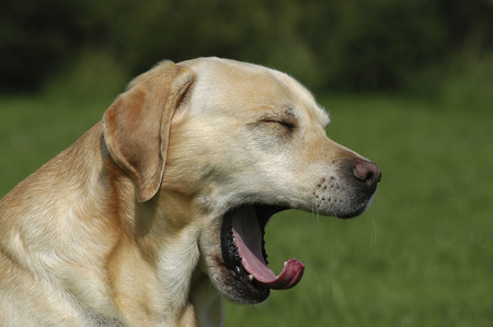 三個月的狗狗怎麼訓練 運用食物刺激法