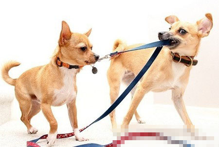 狗牽引繩哪種好 據其體型來選背帶或項圈