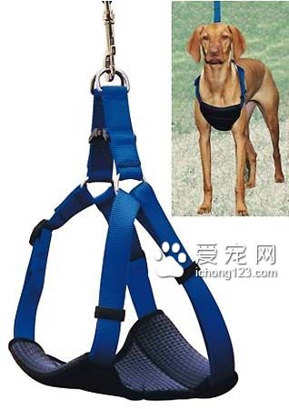 狗狗牽引繩怎麼套 牽引繩的使用方法