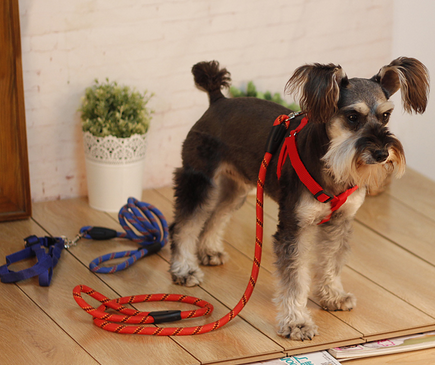 怎麼給狗狗帶牽引繩 訓練狗狗隨從很重要