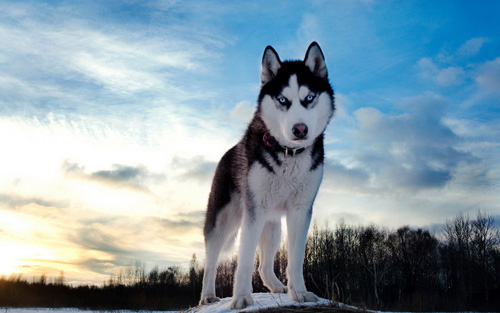 阿拉斯加雪橇犬的訓練 20個養狗口訣