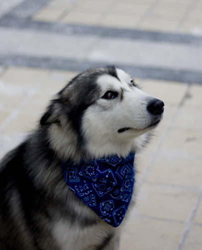 阿拉斯加雪橇犬訓練 訓練狗拿來帶走物品