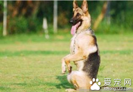 狗狗雜技表演 詳解狗狗玩技表演的訓練