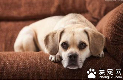 怎麼能不讓狗狗上沙發 訓練狗兒不要爬家具