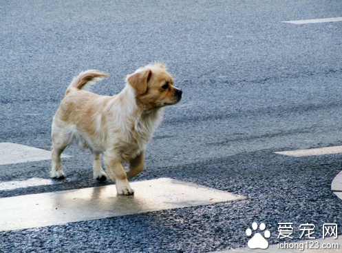 狗過馬路 怎樣訓練狗狗安全地過馬路