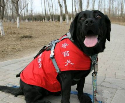 導盲犬是怎麼訓練的 需要專業的訓練師訓練