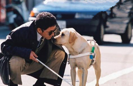 導盲犬的訓練方法 導盲犬要養成良好的習慣