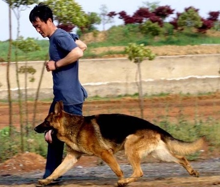怎麼訓練狗跟著人走 行為規范是極其重要的