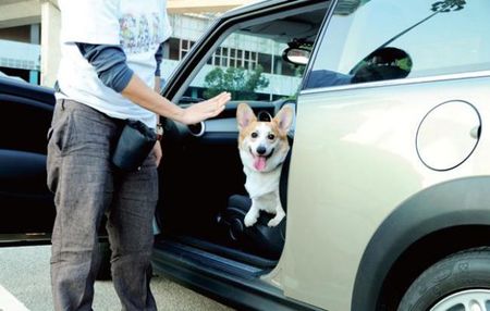 怎麼訓練狗上車 對於興奮的狗狗要說不