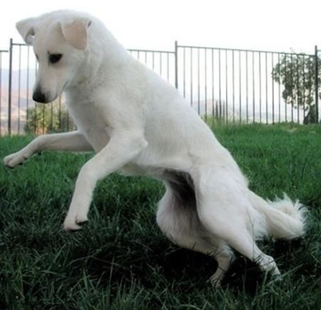 庫瓦斯犬怎麼訓練 機械刺激訓練法