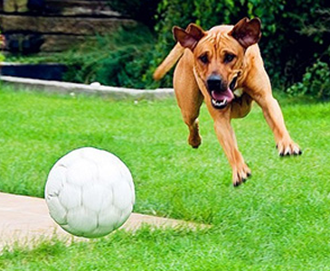 羅得西亞脊背犬怎麼訓練 激發性訓練