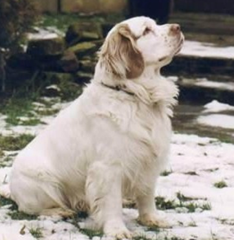 克倫伯獵鹬犬怎麼訓練 注意訓練技巧