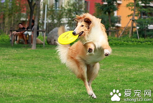 飛盤狗訓練  訓練狗狗切記不能對它打罵