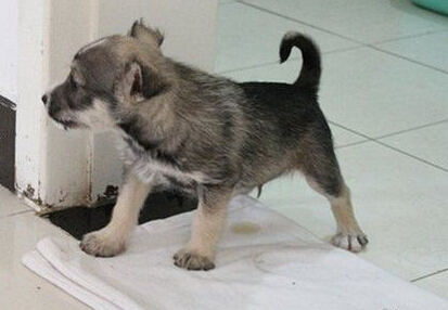 狗狗上廁所怎麼訓練 在其想上廁所的時訓練