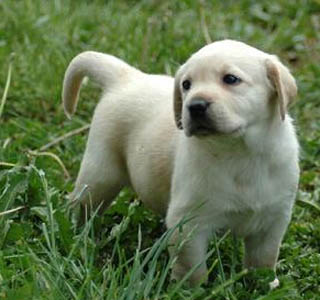 拉布拉多犬訓練方法 從小開始訓練