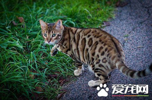 豹貓可以養嗎 野生的豹貓是瀕危保護動物