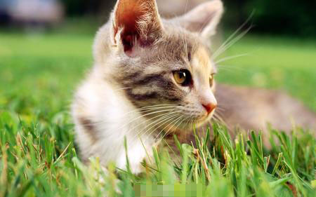 寵物貓和家貓的區別 寵物貓是純種寵物貓