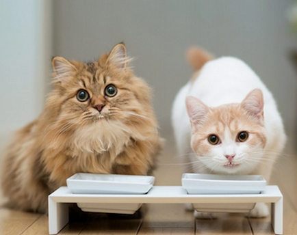 藍氏貓糧怎麼樣 選擇優質貓糧的重要性