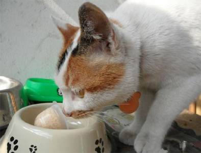 優基貓糧怎麼樣 不建議購買散裝貓糧