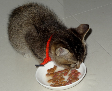 福摩貓糧哪個口味好 這種貓糧適口性不錯