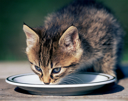 佳樂滋貓糧好嗎 一款好貓糧的標准