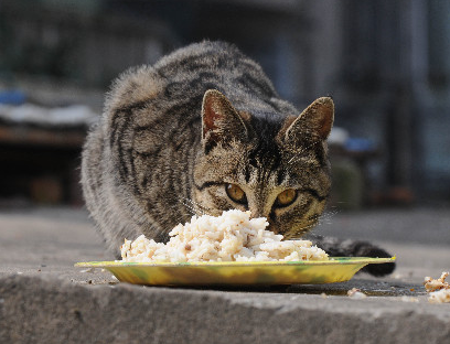 美士貓糧好不好 是適口性比較好的貓糧
