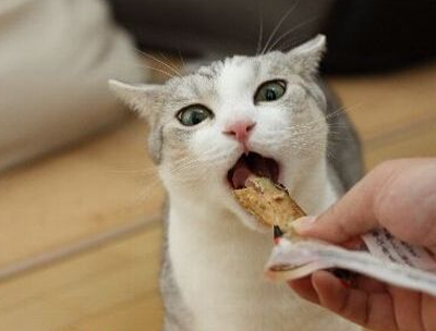 真魚貓糧怎麼樣 優質貓糧會注意營養均衡