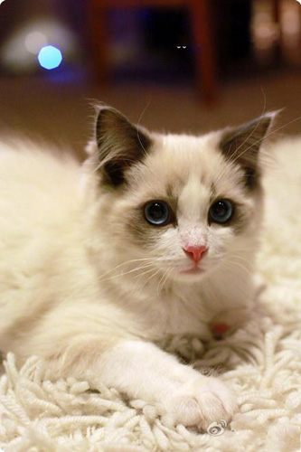 布偶貓能長多大 屬於中長毛型的貓
