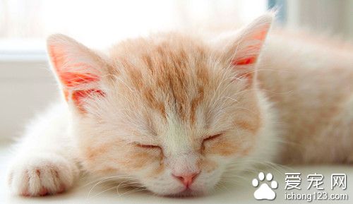 貓腎結石症狀 貓腎結石的病因及需要防治的方法