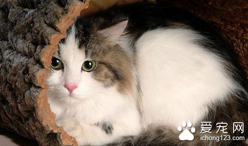 貓尿結石怎麼辦 貓尿結石的症狀及防治方法