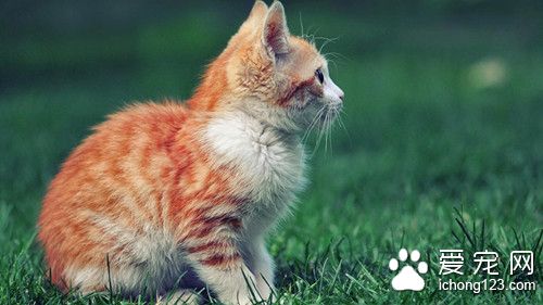 貓腸梗阻症狀 貓腸梗阻的病因及需要防治方法