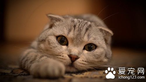 貓毛球堵塞 貓毛球性胃炎的病症及防治方法
