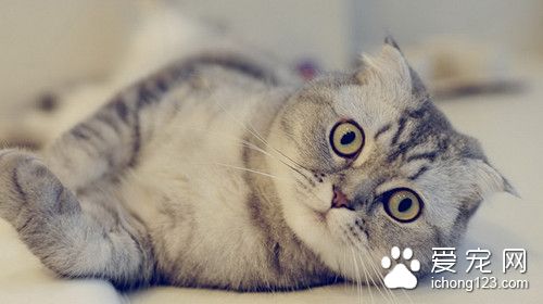 貓結核病症狀 貓結核病的病因及防治的方法