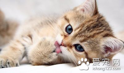 貓氣管支氣管炎 貓氣管炎的病因及防治的方法