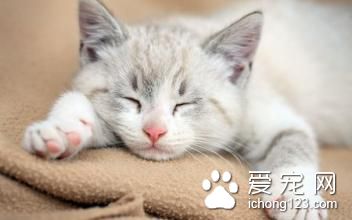貓嘔吐是什麼原因 貓嘔吐症需要防治的方法