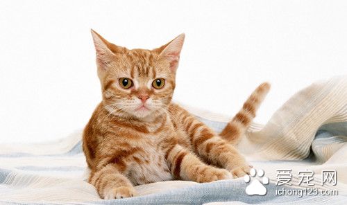 貓病毒性感冒 貓交叉性病毒感染需要防治的方法