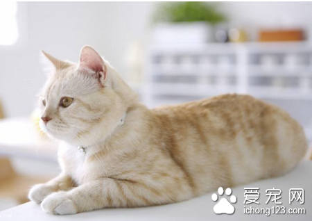 怎麼給貓洗胃 詳解給貓咪洗胃灌腸方法