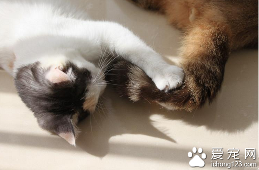 貓的尾巴有什麼作用 保持其身體平衡的器官